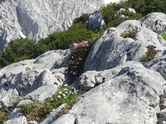 Rhodothamnus chamaecistus