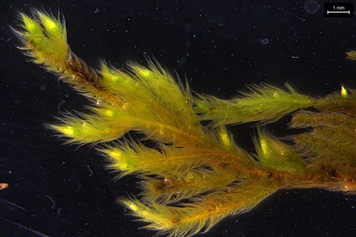 Brachythecium rotaeanum