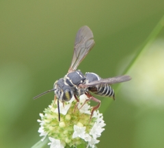 Coelioxys mexicanus
