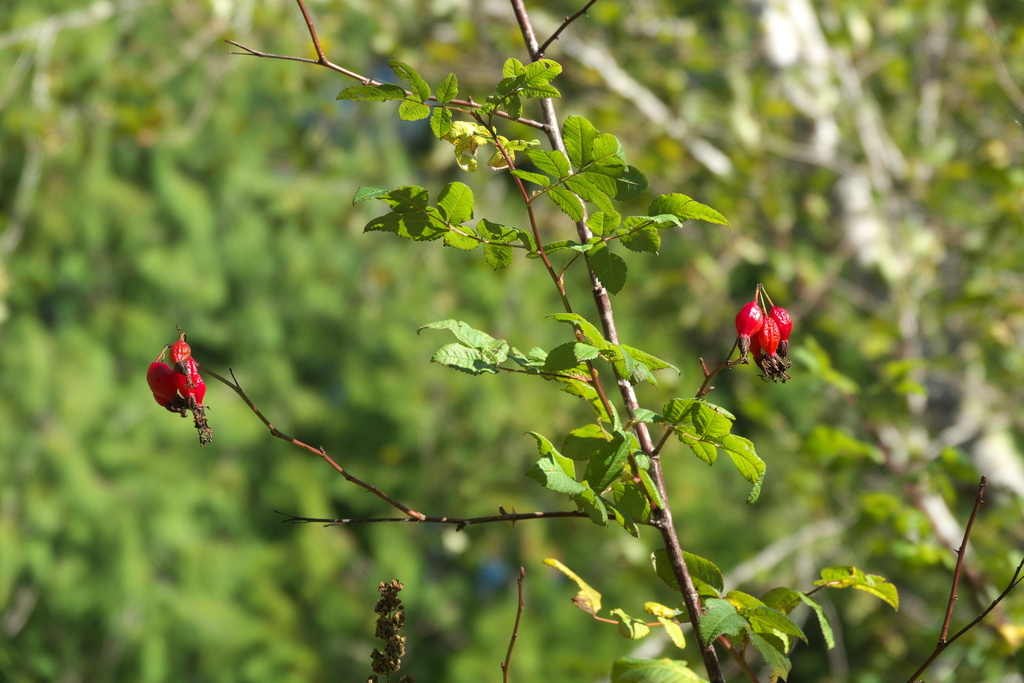Rosa pisocarpa; photograph (c) Robert Webster, some rights reserved (CC BY-SA)