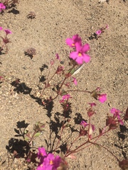 Diplacus deschutesensis