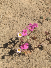 Diplacus deschutesensis