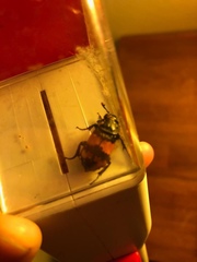 Nicrophorus interruptus