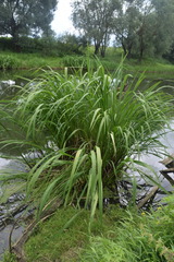 Zizania latifolia