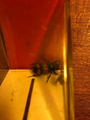 Nicrophorus interruptus