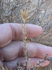 Linanthus pungens ssp. hallii
