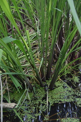 Zizania latifolia