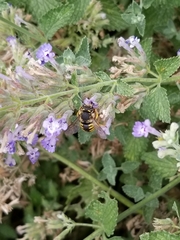 Anthidium manicatum