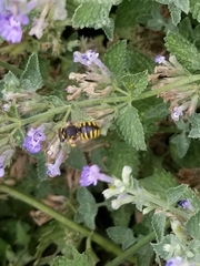Anthidium manicatum