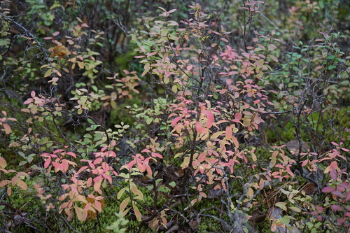 bog bilberry