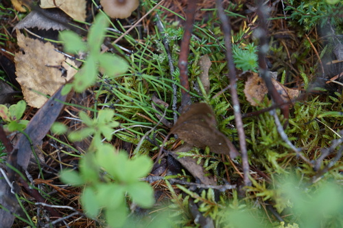 dwarf horsetail