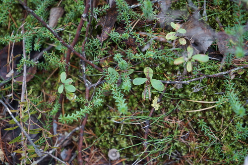 black crowberry