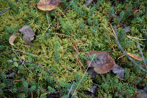 stairstep moss