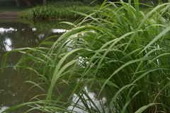 Zizania latifolia