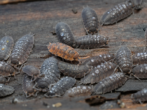 Common Rough Woodlouse, photo 4 of 10