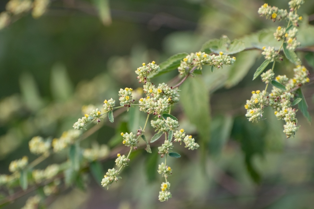 Waltheria pringlei