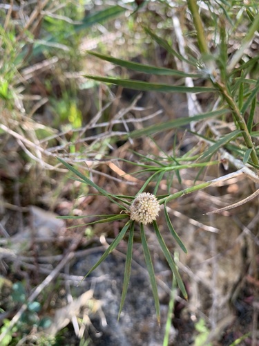 Acanthocarpus preissii (Acanthocarpus preissii)