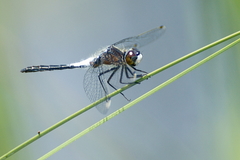 Leucorrhinia frigida