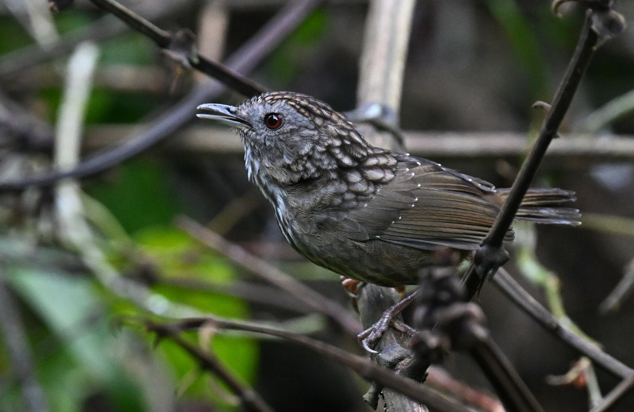 Streaked Wren-Babbler
