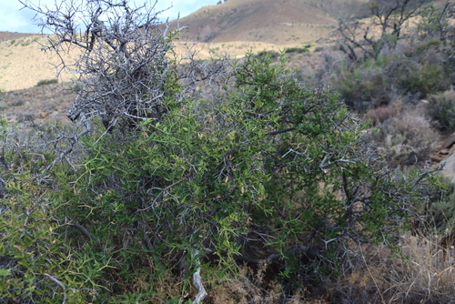 Image of Carissa haematocarpa by (c) Tony Rebelo, some rights reserved (CC BY-SA)