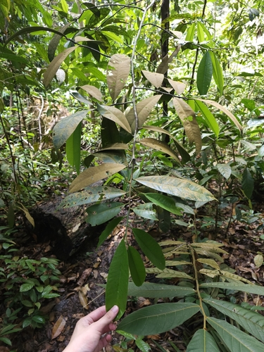 Ramin (Gonystylus confusus)