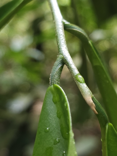Image of Gonystylus confusus by (c) pbsg, some rights reserved (CC BY)