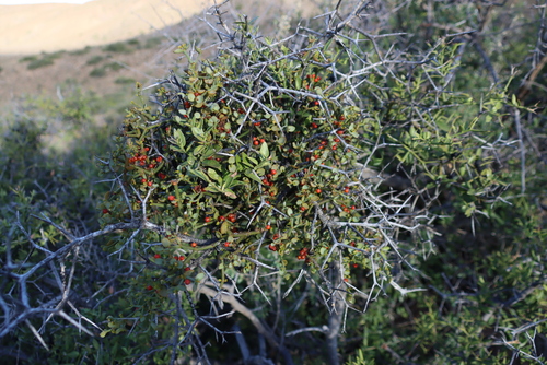 Image of Carissa haematocarpa by (c) Tony Rebelo, some rights reserved (CC BY-SA)