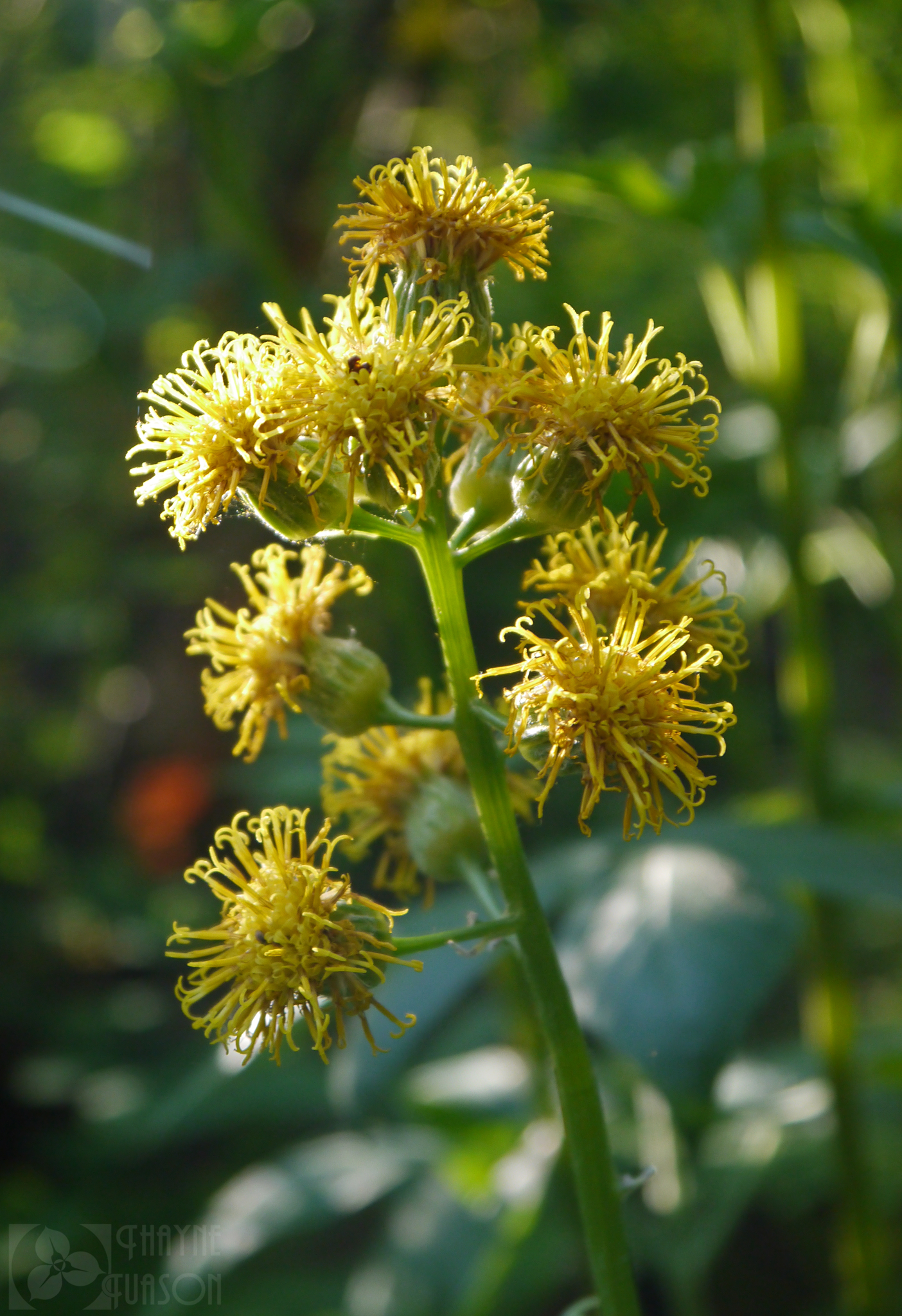 Cacaliopsis