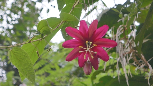 Image of Passiflora antioquiensis by (c) Daniel Mesa, some rights reserved (CC BY)