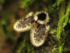 Lepiseodina conspicua