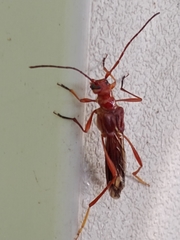 Necydalis laevicollis