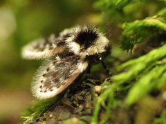 Lepiseodina conspicua
