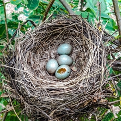 Turdus merula