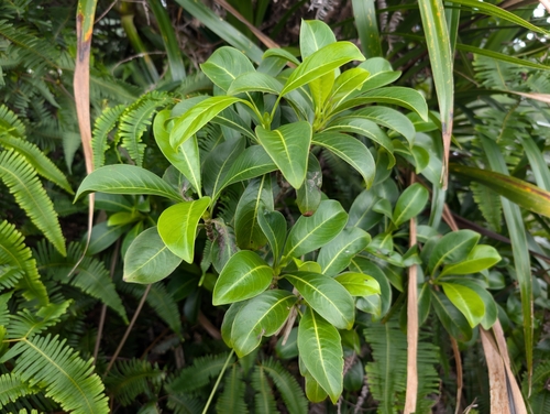 Psychotria mariniana