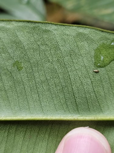 Image of Gonystylus confusus by (c) pbsg, some rights reserved (CC BY)