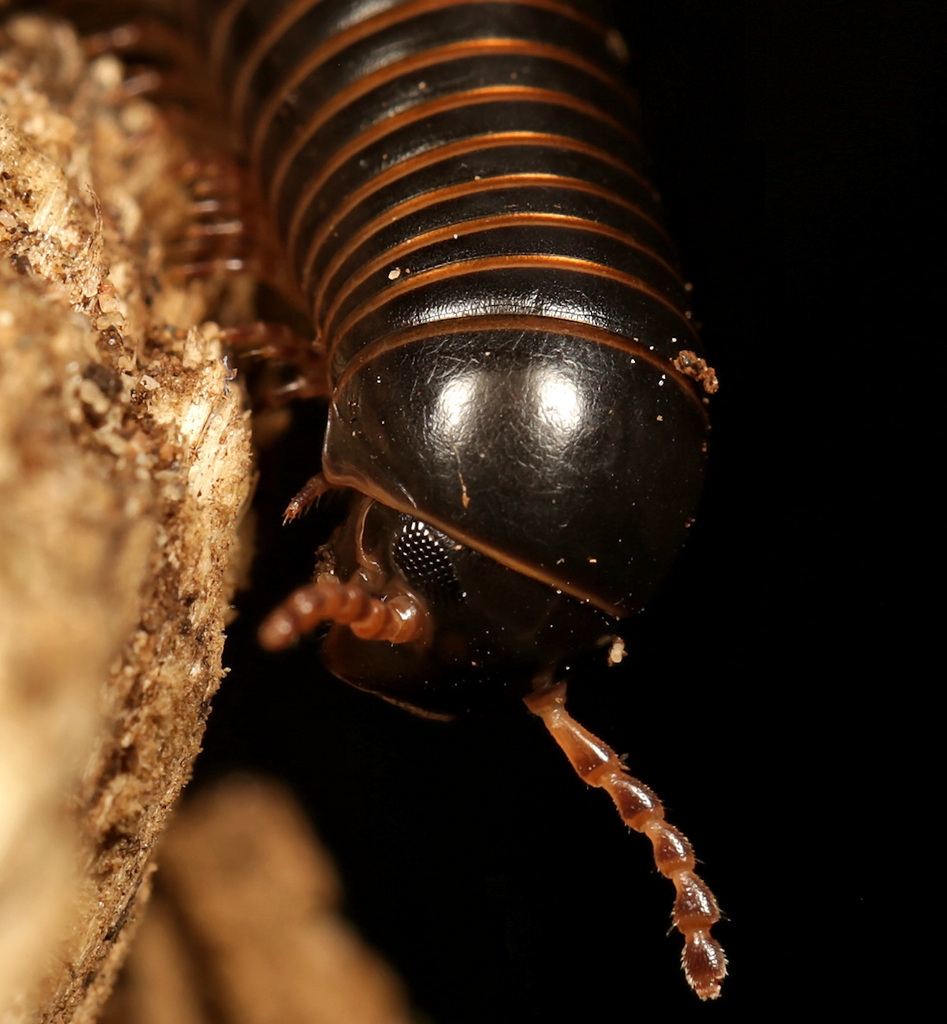 Doratogonus montanus