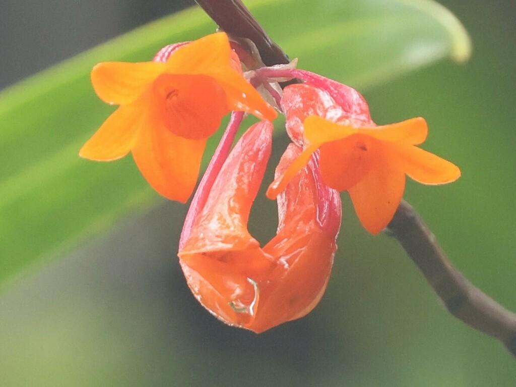 Dendrobium mohlianum Rchb.f.