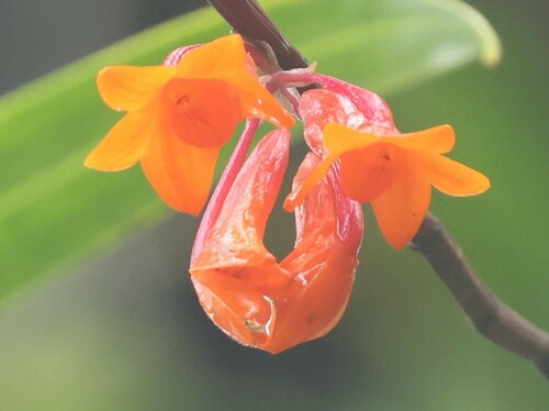 Dendrobium mohlianum observed 2024-11-04