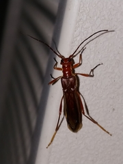 Necydalis laevicollis