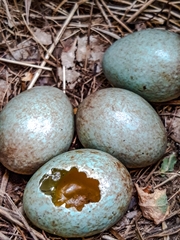 Turdus merula