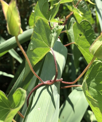 Echte Zaunwinde (Calystegia sepium): Herkunft und Verwendung — foto 5