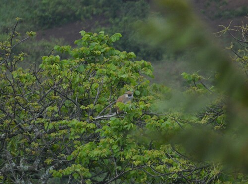 Patas Monkey