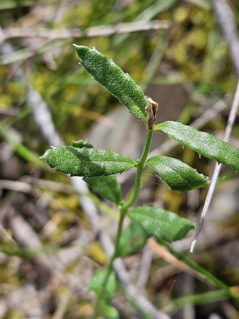 Common Raspwort from Nixon-Skinner CP Myponga SA 5202, Australia on ...