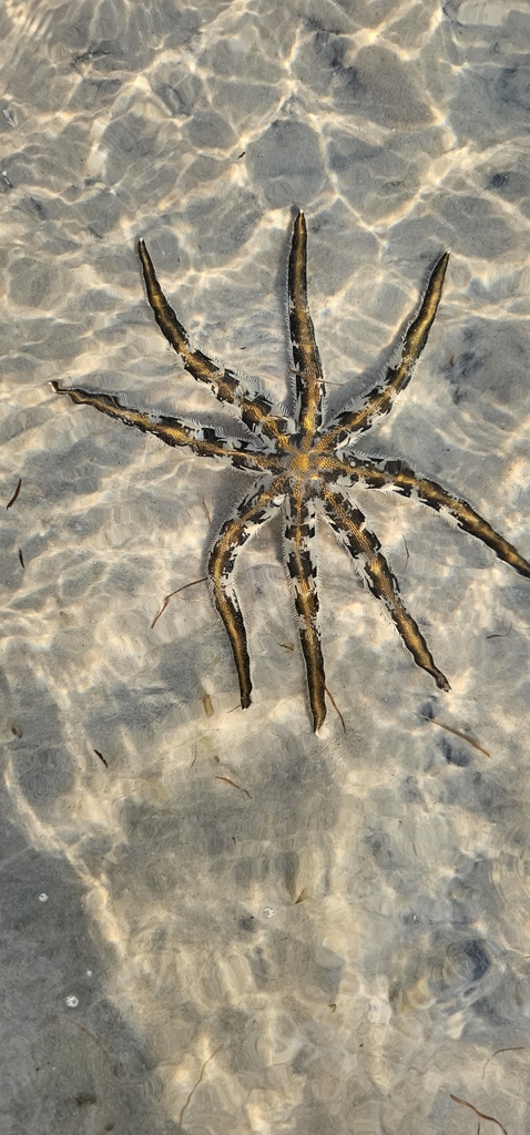Eight-armed Luidia