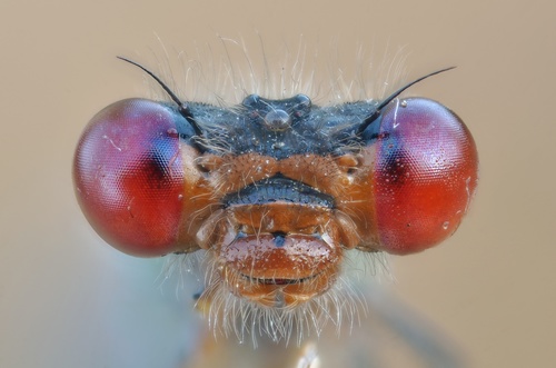 Small Red-eyed Damselfly