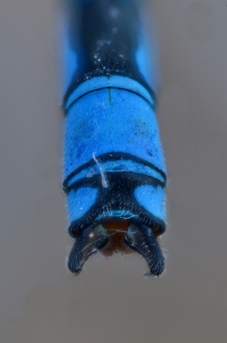 Small Red-eyed Damselfly