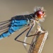 Small Red-eyed Damselfly - Photo (c) Gilles San Martin, some rights reserved (CC BY-SA)