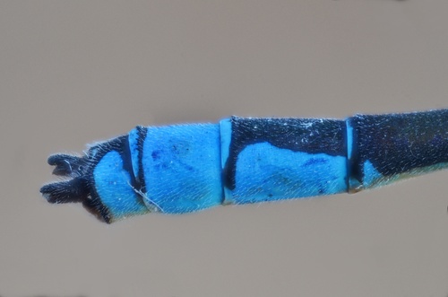 Small Red-eyed Damselfly