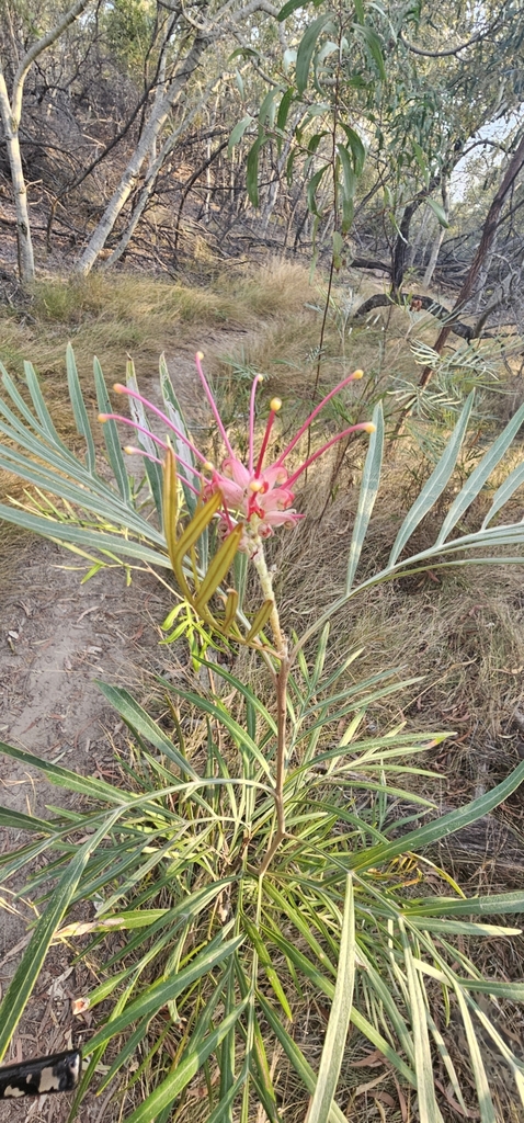 Grevillea banksii, RWJM+FX, The Keppels QLD 4700, Australia