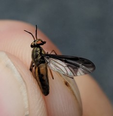 Chrysops macquarti